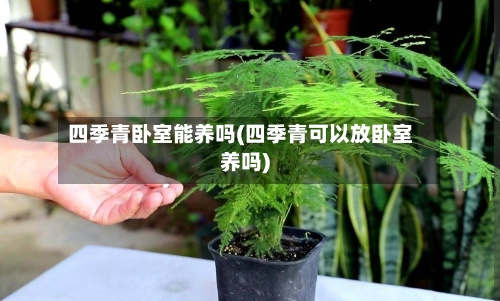 四季青卧室能养吗(四季青可以放卧室养吗)