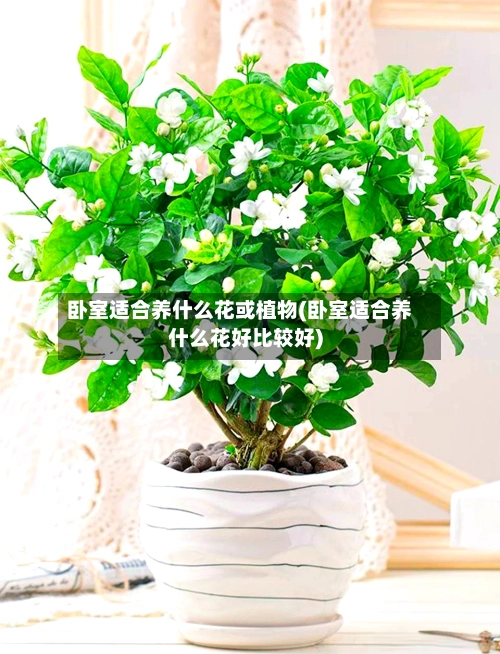 卧室适合养什么花或植物(卧室适合养什么花好比较好)