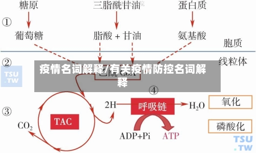 疫情名词解释/有关疫情防控名词解释-第2张图片