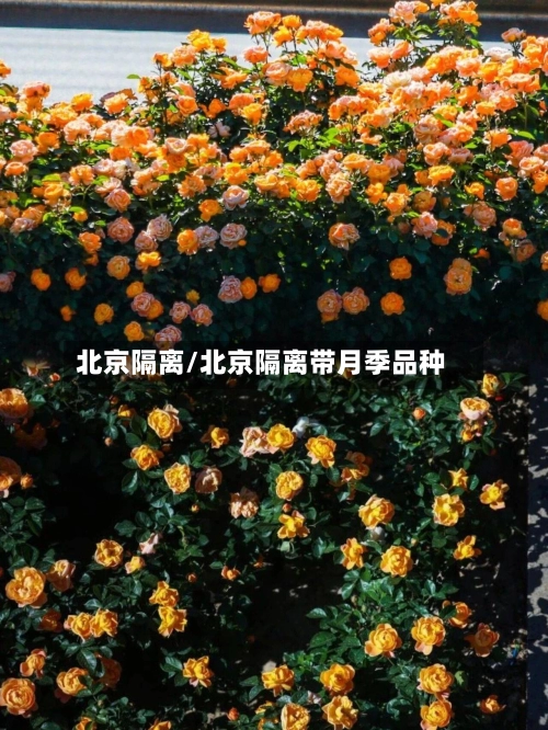 北京隔离/北京隔离带月季品种