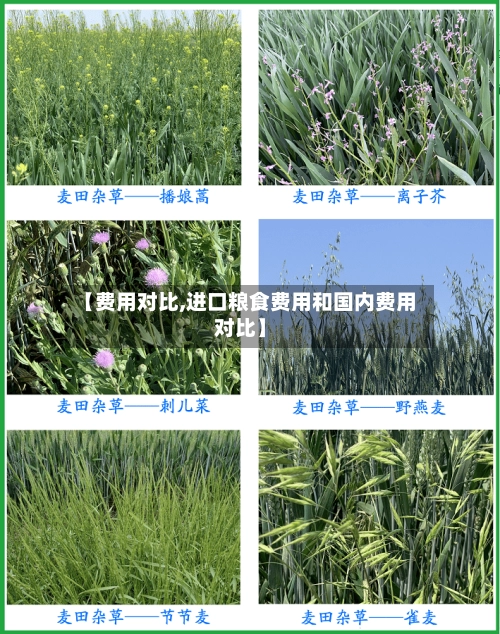 【费用对比,进口粮食费用和国内费用对比】-第2张图片
